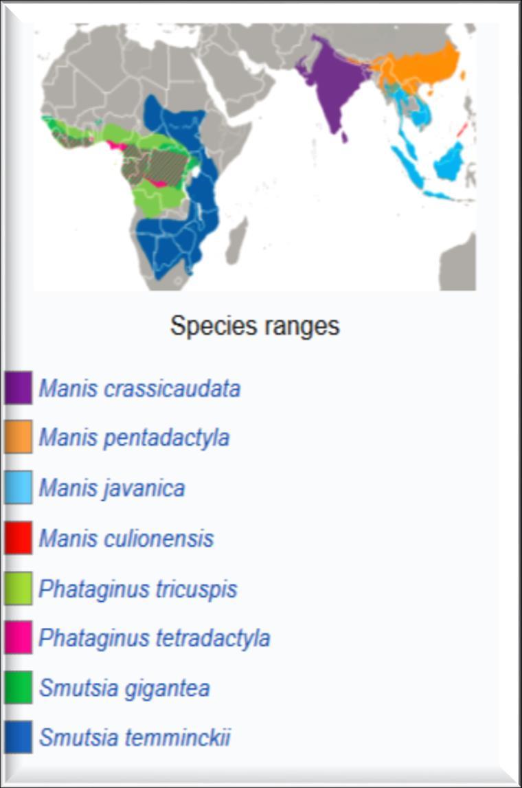 Pangolins: who are they? There are 8 subspecies of pangolin: 4 Asian subspecies and 4 African subspecies.