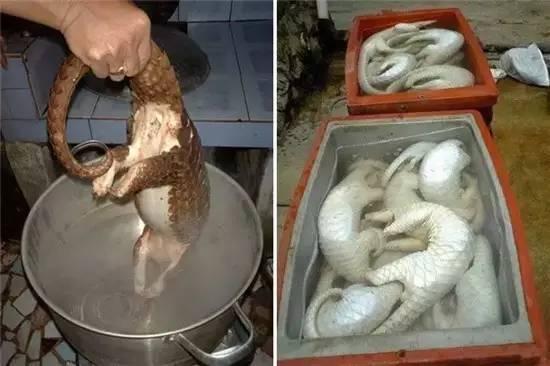 What are pangolins