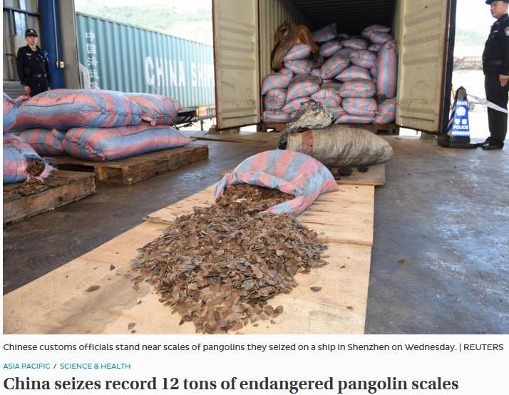 2018 China seizes record 12 tons of endangered pangolin