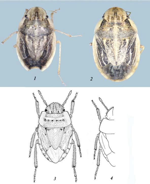 Acta Entomologica Musei Nationalis Pragae, 54(2), 2014 471 Figs 1 4. Habitus of Menaccarus spp. 1, 2 M. caii sp. nov. (1 male, 2 female), 3 M. divaricatus Jakovlev, 1877, 4 M.