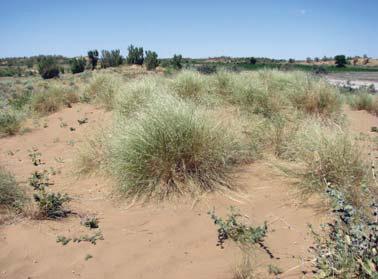 26 habitat in the Gurbantunggut Desert (25 km N of Fukang); 27 Aristida pennata Trin. host plant of Menaccarus caii sp. nov.