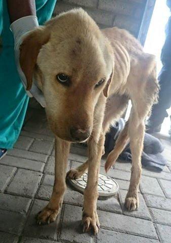 CHAINED, STARVED AND BEING EATEN BY MAGGOTS FROM WITHIN THIS IS THE FACE OF A PET GIVEN AWAY FOR FREE 3 She had diarrhoea and the numerous maggots that infested the filthy skin on her back, were also