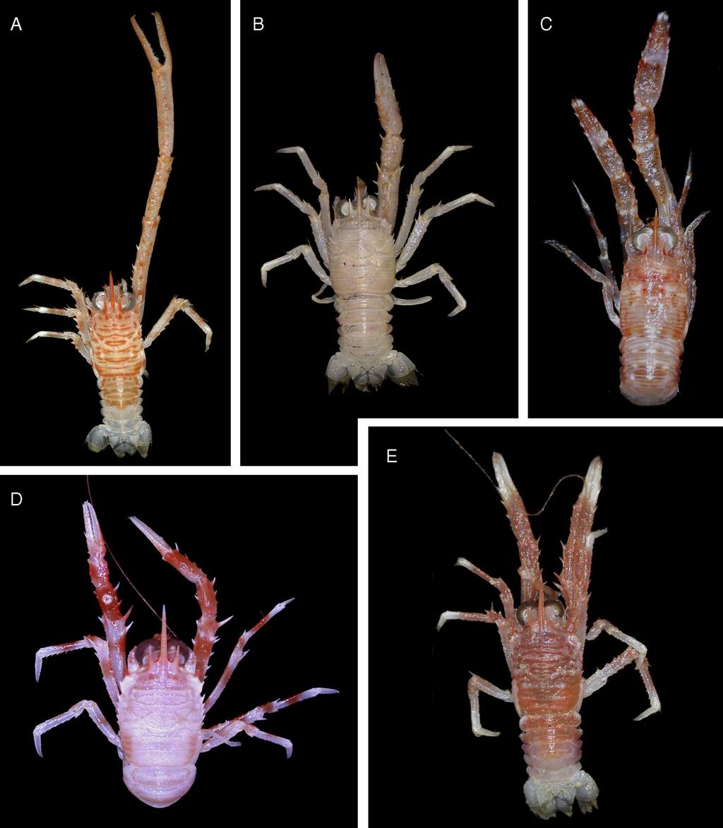 movable spines. Dactylus 0.7 propodus length; flexor margin with 10 14 movable spines; terminal fifth of flexor margin unarmed. Pereopod 3: Merus with 8 or 9 extensor and 5 flexor spines.