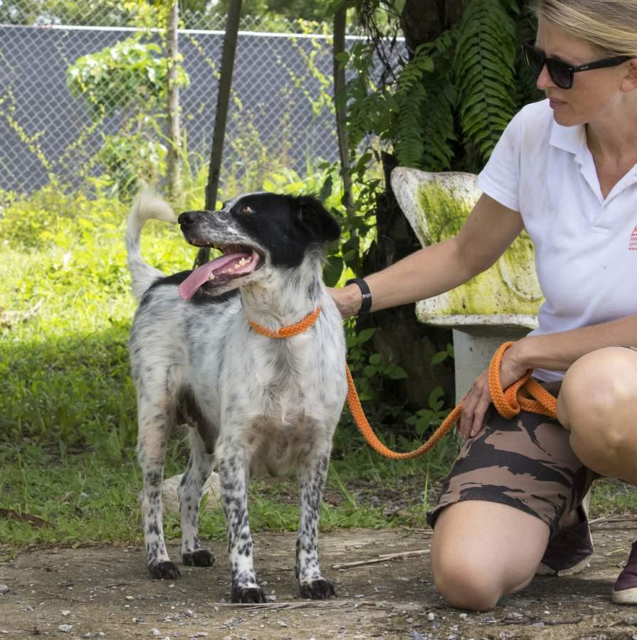SHELTERING AND ADOPTION Animals rescued from the streets and brought to the Soi Dog shelter in Phuket suffer from a wide variety of medical conditions, ranging from severe skin diseases, to broken