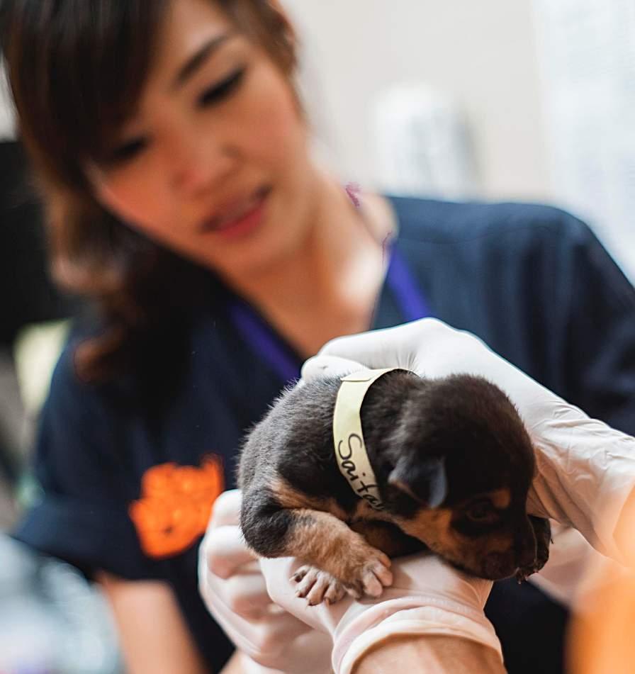 BIG NUMBERS Soi Dog Foundation operating cost per month: B1 5 million. Average number of animals sterilised and vaccinated per month in 201 8: 6,000.