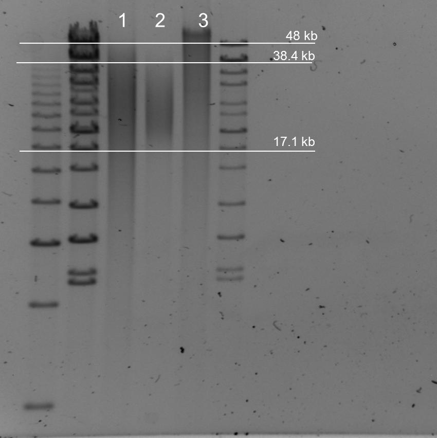 A. Pulse-field gel of hummingbird genomic DNA 1: Sheared gdna: 35 kb & 40 kb 2: BluePippin