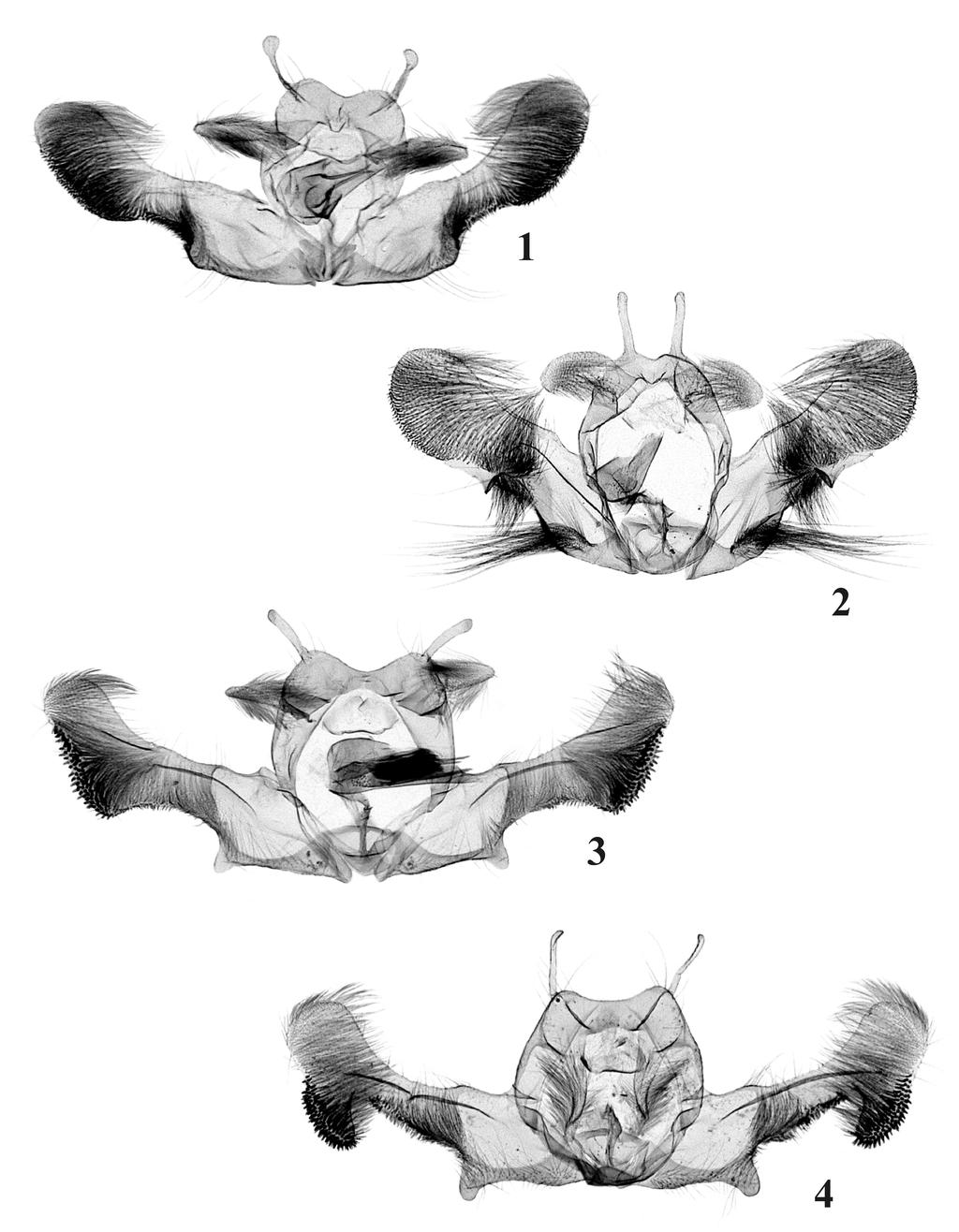 180 Polish Journal of Entomology 79 (2) Figs 1-4. Male genitalia of Rhopobota LEDERER. 1 R. larocana sp. n.
