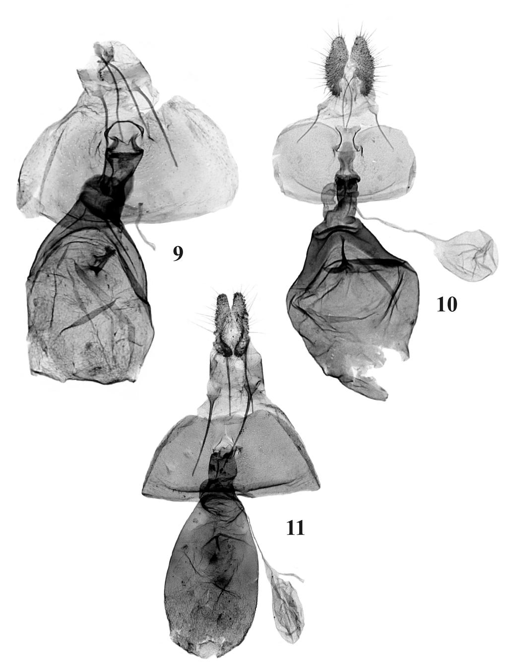 182 Polish Journal of Entomology 79 (2) Figs 9-11. Female genitalia of Rhopobota LEDERER. 9 R.
