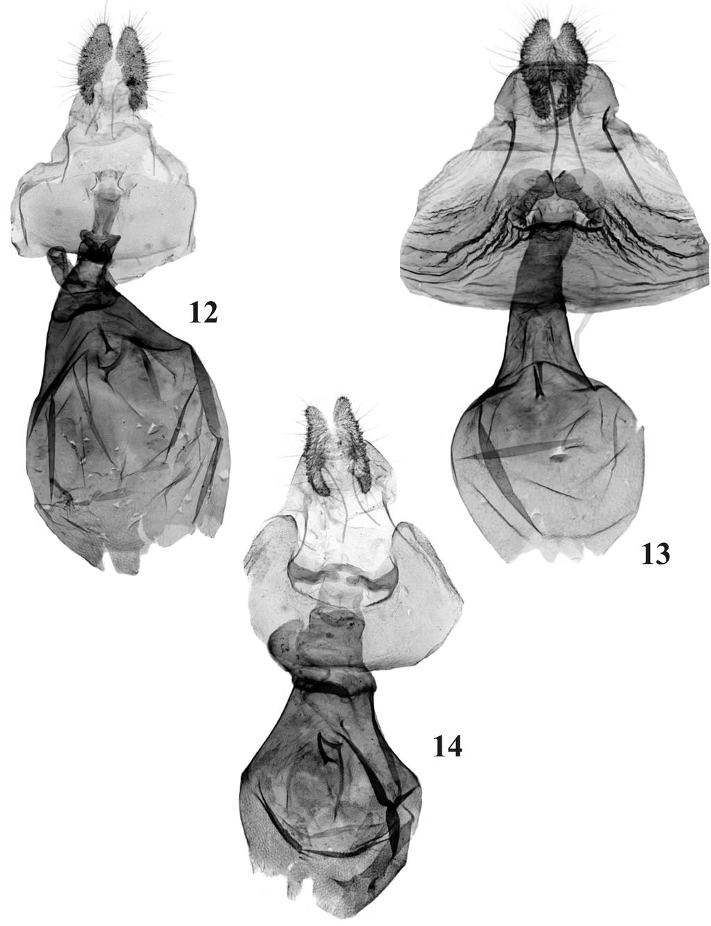 RAZOWSKI J., V.O. BECKER: Neotropical Rhopobota LEDERER (Lepidoptera) 183 Figs 12-14.