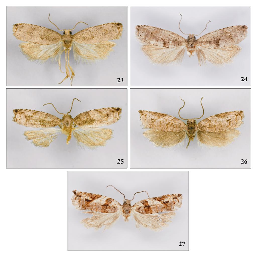 RAZOWSKI J., V.O. BECKER: Neotropical Rhopobota LEDERER (Lepidoptera) 185 Figs 23-27. Adults of Rhopobota LEDERER. 23 R. lacteicaput sp. n., holotype, 24 R.lacteicaput sp. n., paratype, 25 R.