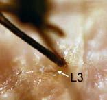 Figure 3. Left, Image of a feeding mosquito indicating how deeply the stylet (S) penetrates the skin and the dramatic folding (black arrow) of the labium (L).