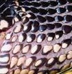 Pteromyzontida Actinopterygii