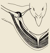 (Supracoracoideus muscle) Wing depressor muscle (Pectoralis