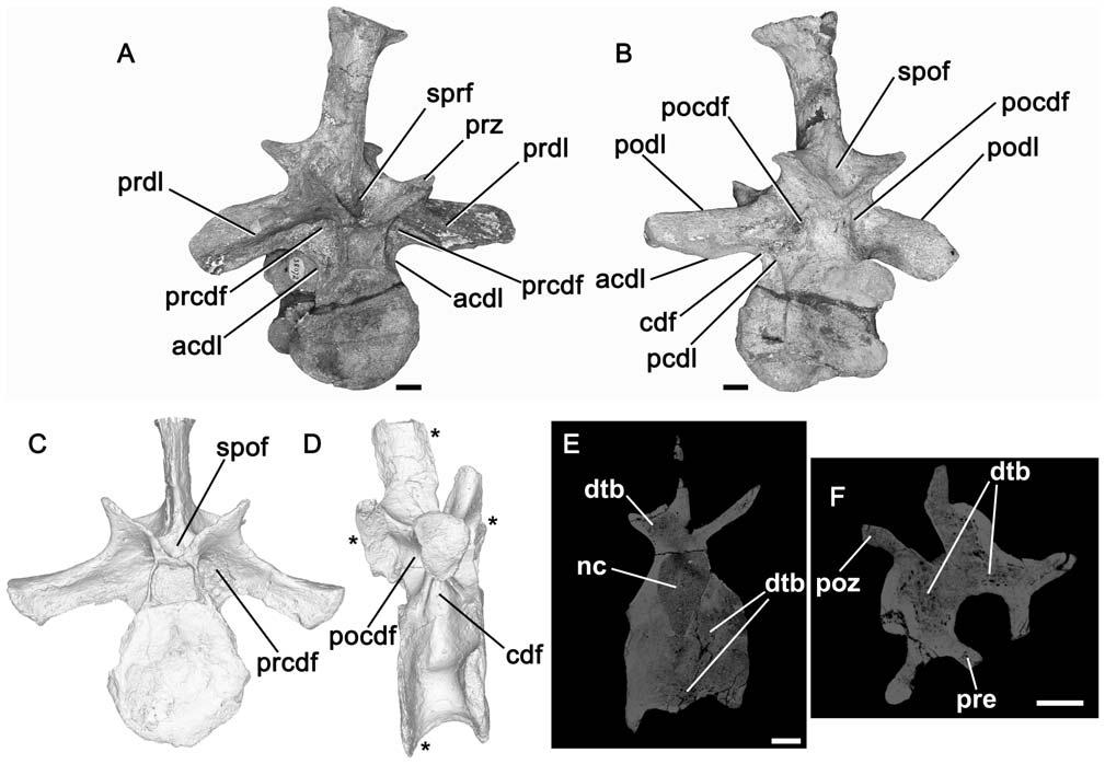 Figure 7. Phytosauria indet., vertebrae. A, B: NHMUK OR38072, dorsal vertebra in anterior (A) and posterior (B) views (photographs).