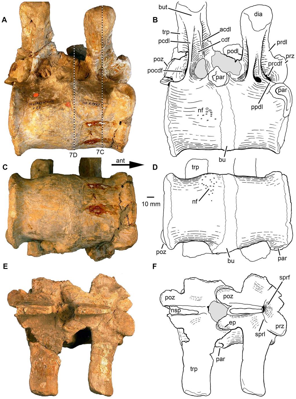 Figure 3. Phytosauria indet. from the Late Triassic of Halberstadt. Fused vertebrae MB.R.1972 derived from the thoracic region. A, B. Right lateral view. C, D. Ventral view. E, F. Dorsal view.