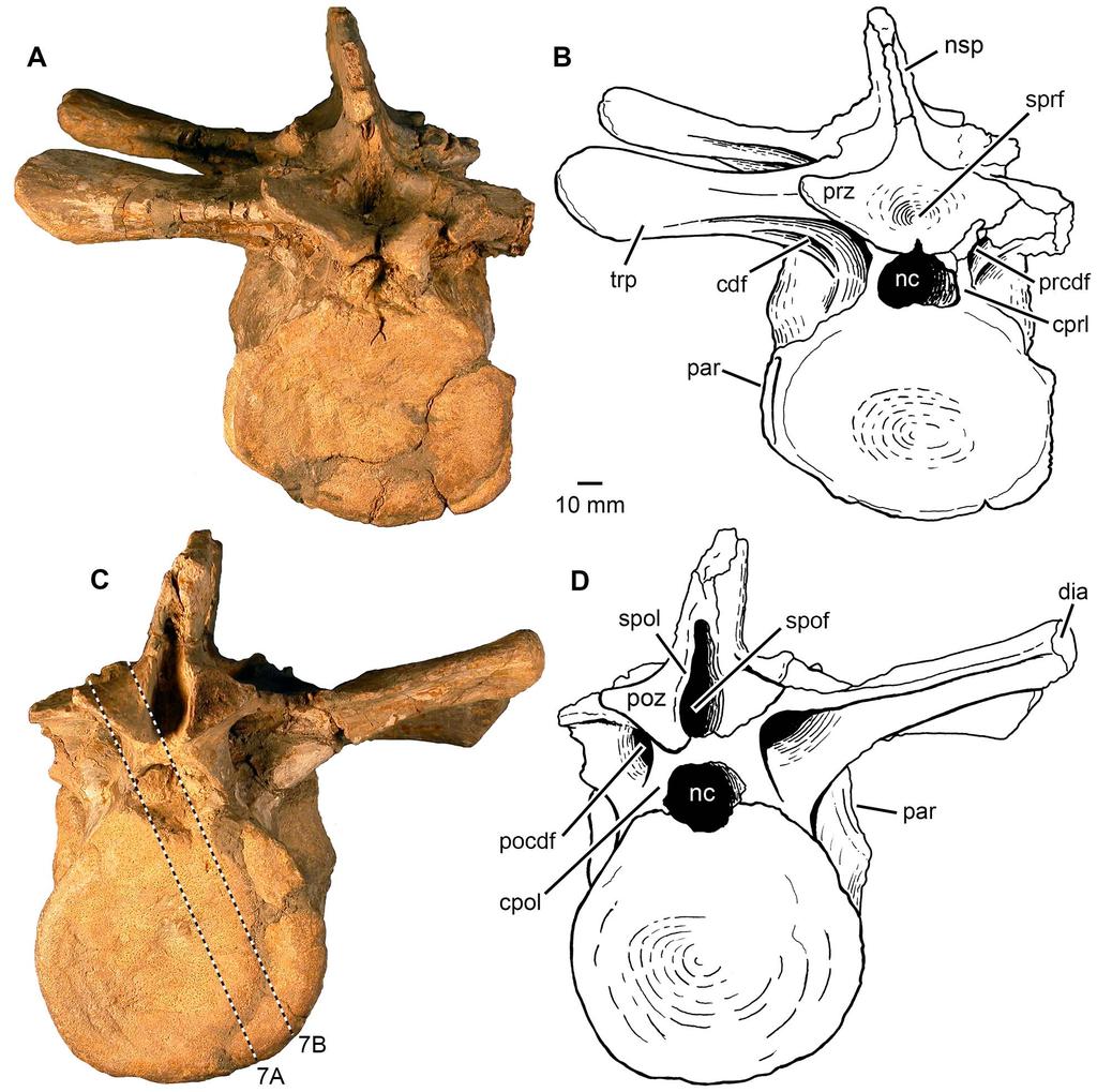 Figure 4. Phytosauria indet. from the Late Triassic of Halberstadt. Fused vertebrae MB.R.1972 derived from the thoracic region. A, B. Anterior view. C, D. Posterior view.