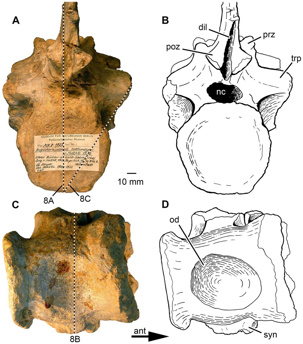 Spondyloarthropathy in a Phytosaur Figure 6. Phytosauria indet. from the Late Triassic of Halberstadt. Fused vertebrae MB.R.1973 derived from the lumbosacral region. A, B. Posterior view. C, D.