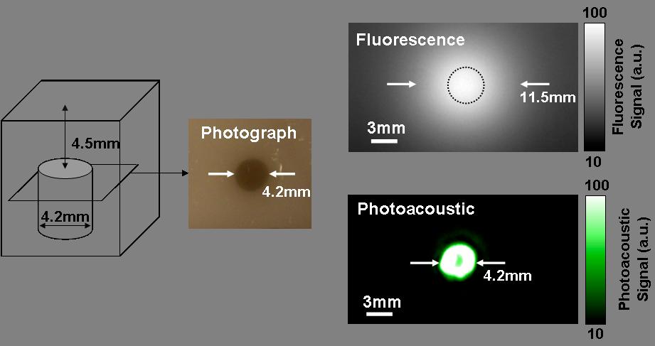 Control inclusions filled with plain SWNT only or QDs only showed no fluorescence signal and no detectable photoacoustic signal respectively.