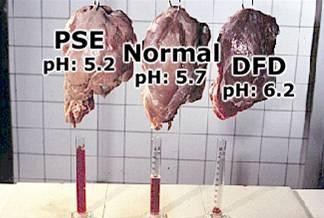 Animal Welfare at Slaughter ph decline determines meat quality. If 5.5 to 5.7 is reached within 48 minutes it is regarded as PSE.