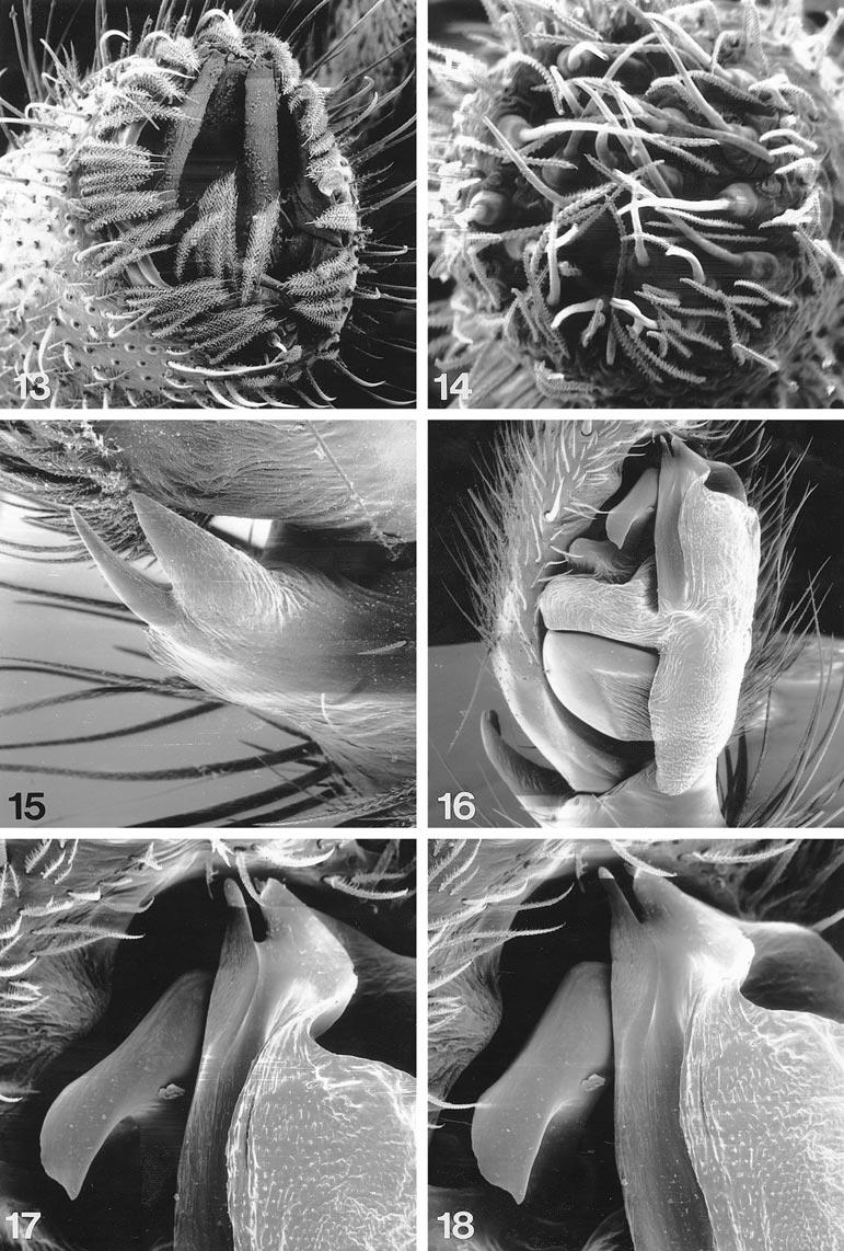 2001 PLATNICK ET AL: SCOTOGNAPHA 7 Figs. 13 18. Scotognapha teideensis (Wunderlich). 13. Anterior lateral spinneret, apical view. 14.