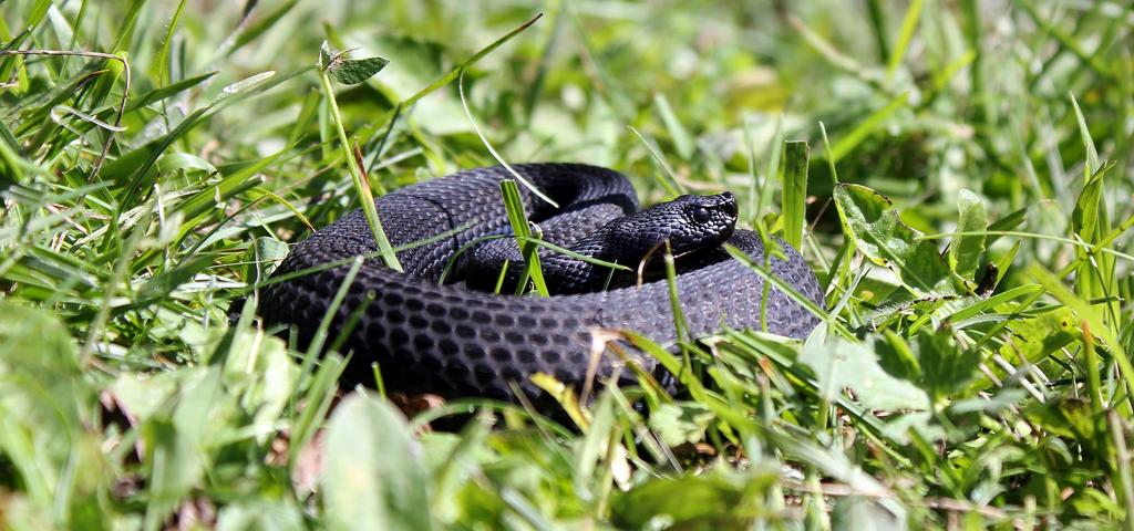 Impact of colour polymorphism and thermal conditions on thermoregulation, reproductive success, and development in Vipera aspis Sylvain