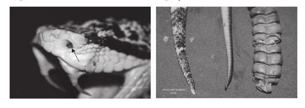 Figure 1. Loreal fossa and types of tail among venomous snakes.