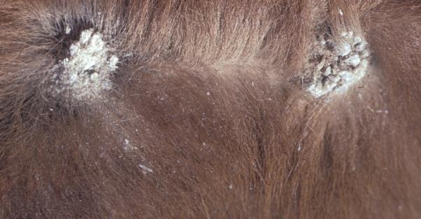 Ringworm Ringworm is a fungal infection that targets hairs and the upper layers of the skin.