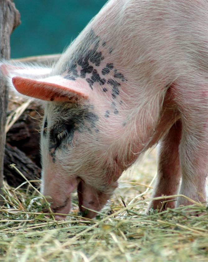 MISSION IMPAWSIBLE Term Five - Fair Go For Farm Animals The use of sow stalls and the export of live animals overseas are major concerns for RSPCA Qld.