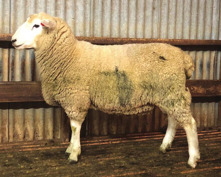 Accred) FOR INFO/FARM TOUR OR RAM/EWE ENQUIRIES CONTACT: Kate &