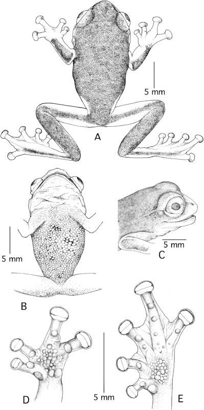 30 COPEIA, 2005, NO. 1 Fig. 2. Dorsolateral view of Philautus bobingeri, holotype in life. Fig. 1. Holotype of Philautus bobingeri, (A) Dorsal view; (B) ventral view; (C) lateral view of head; (D) ventral view of hand; (E) ventral view of foot.
