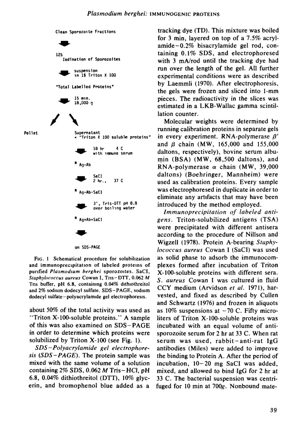Plasmodium berghei: IMMUNOGENIC PROTEINS Pellet Clean Sporozoite Fractions 125 lodlnatlon of Sporozoltes ^^в suspension "^r m II Triton X 100 "Total Labelled Proteins" ^^. "^^ / \ 15 min.