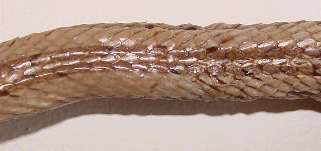 Oligodon taeniatus. Specimen BMNH 1946.1.3.27, holotype.
