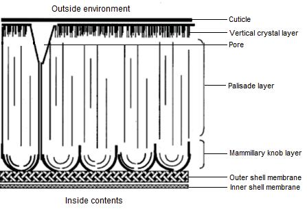 Chapter two: literature review Figure 2.2: An illustrative representation of the structure of a chicken eggshell. Modified from Okuno, Akachi, & Hatta (1997). 5μm Figure 2.