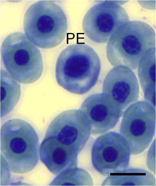BR represents basophilic rubricytes, PR represents polychromatophilic rubricytes, PE represents