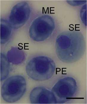 Nuclear area was largest and did not differ for senile erythrocytes, basophilic rubricytes and
