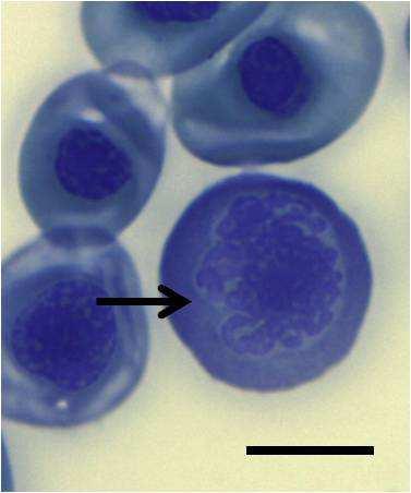 Overall, polychromatophilic erythrocytes were less