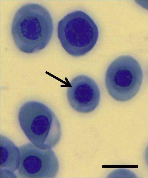 the cytoplasm, (j & k) nuclear division in amitosis,