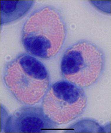 Chapter 4: Leukocytes and thrombocytes stained darkish blue (pixelation = 138.2 ± 37.9).