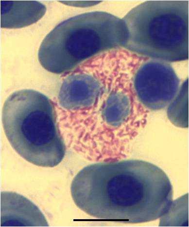 Additionally, heterophils are known to ingest particles within the cytoplasm (Fig. 4.1c).