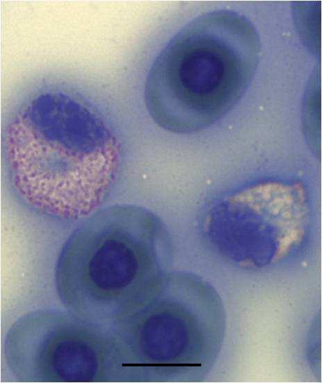 1 Granulocytic leukocytes in the peripheral blood of Homopus areolatus.