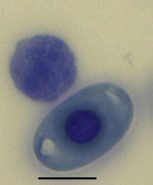 Chapter 4: Leukocytes and thrombocytes Homopus areolatus had small and large lymphocytes (Fig. 4.2 a-c).