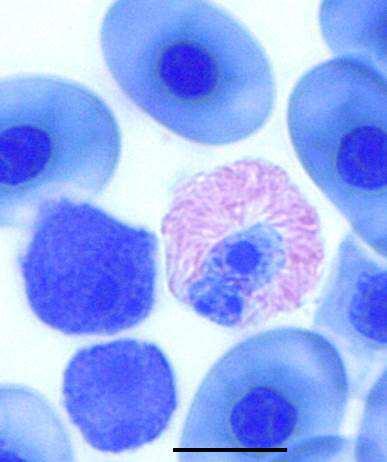 1 ± 0.1). The cytoplasm stained light blue and was visible as a thin rim around the large nucleus.
