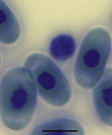 Chapter 4: Leukocytes and thrombocytes A. B. C. Figure 4.3 Thrombocytes in the peripheral blood of Homopus areolatus.