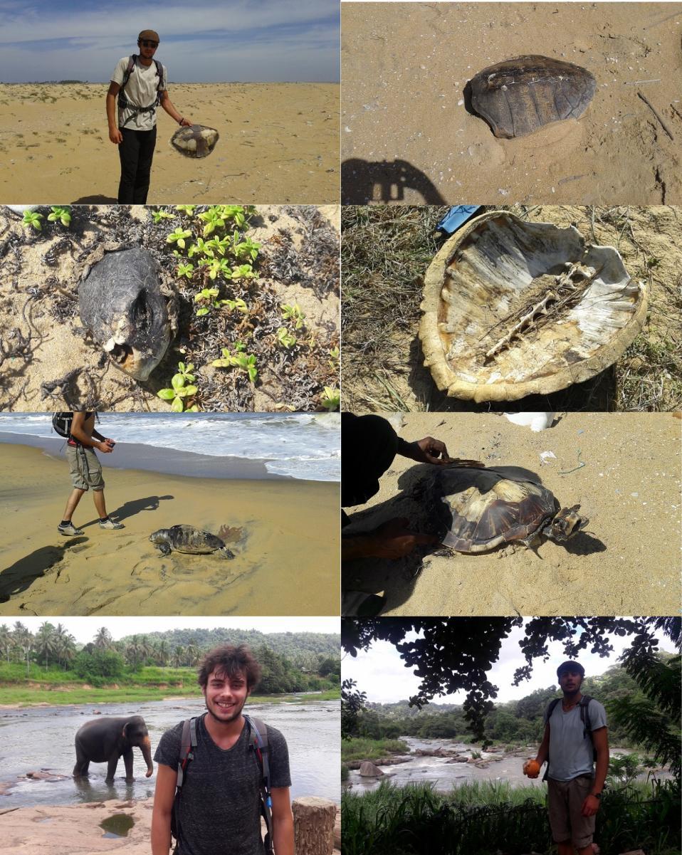 Sea turtle bycatch beach survey with a volunteer A beach survey was conducted at Kalpitiya coastal area to find