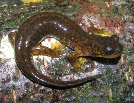 COVERED SPECIES SOUTHERN TORRENT SALAMANDER AND TAILED FROG Introduction The southern torrent salamander (Rhyacotriton variegatus) and tailed frog (Ascaphus truei) are treated jointly in this report