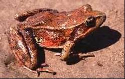 NORTHERN RED-LEGGED FROG Introduction Current survey efforts for the northern red-legged frog (Rana aurora aurora) have been focused on attempting to determine if known breeding sites within the WAUs