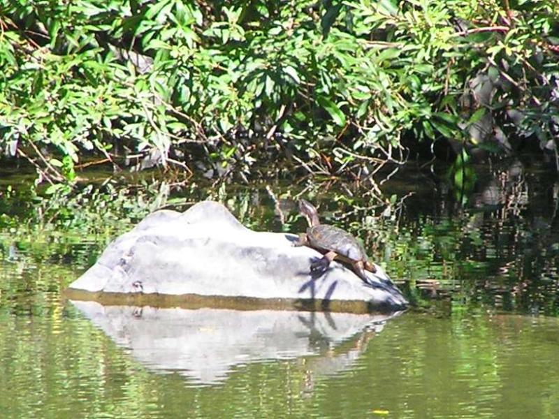 Freshwater WAU. The Van Duzen WAU sites were visited during May 2015 to check for occupancy (Table 5). Figure 6. Basking pond turtle on Lower Yager Creek. Table 5.