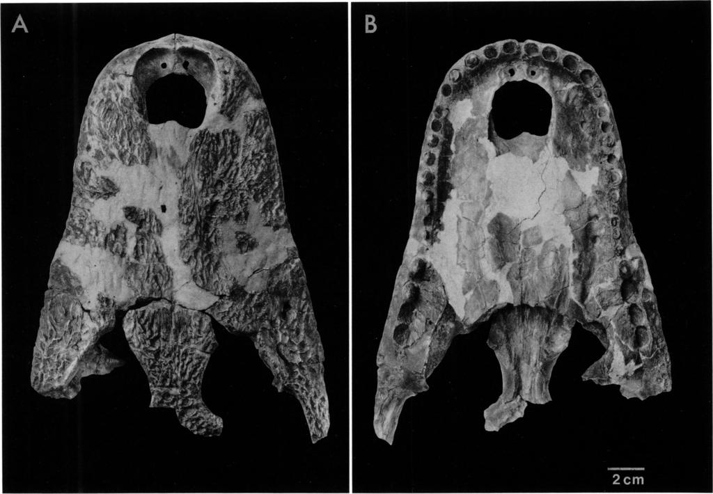 1994 NORELL ET AL.: LATE CRETACEOUS ALLIGATOROID 3 Fig. 1. Holotype of Brachychampsa montana (AMNH-DVP 5032); rostrum. Light area is reconstructed. (A) Dorsal view. (B) Ventral view.
