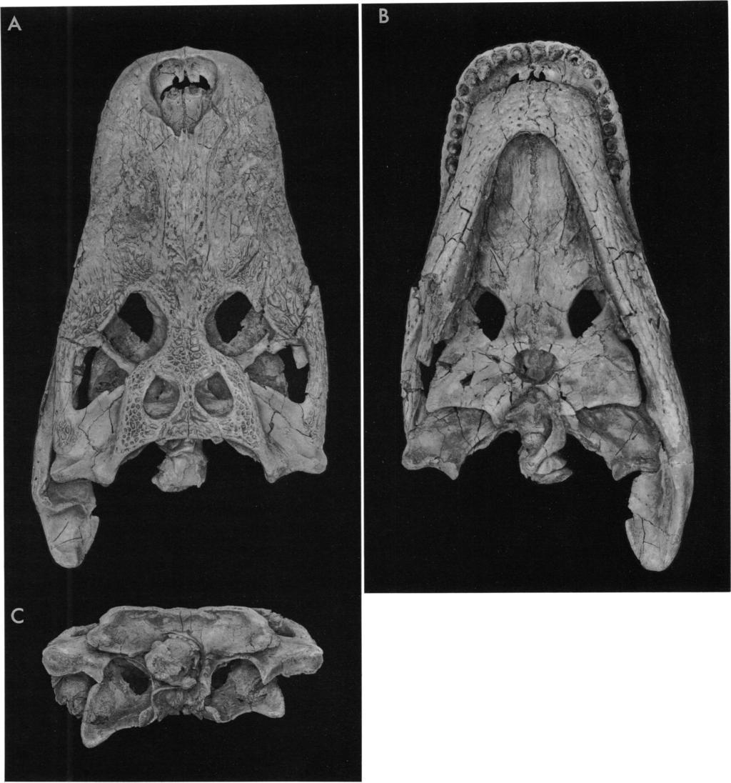 8 AMERICAN MUSEUM NOVITATES NO. 3116 Fig. 5. Brachychampsa montana UCMP 133901. (A) Dorsal view. (B) Ventral view. (C) Occipital view. (D, E) Left lateral view.