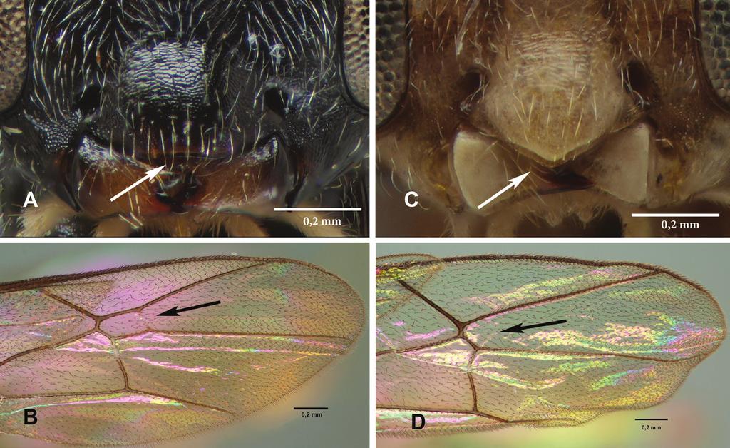 92 Santiago Bordera & Ilari E. Sääksjärvi / Journal of Hymenoptera Research 29: 83 118 (2012) Figure 1. Ateleute (A B): A clypeus (A. ashaninka) B fore wing of A. shuar showing areolet (arrow).